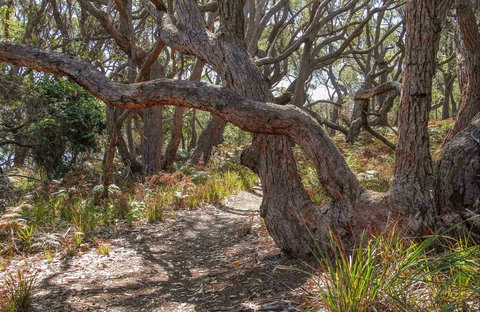 Middle Lagoon Walking Track - ACT Tourism 0