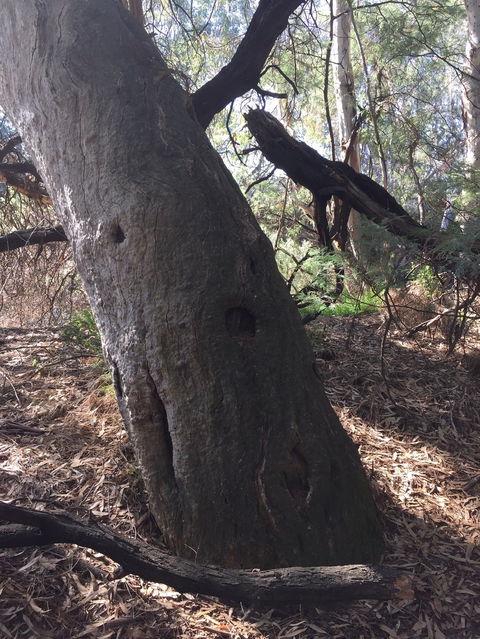 Northern Beaches - ACT Tourism 1