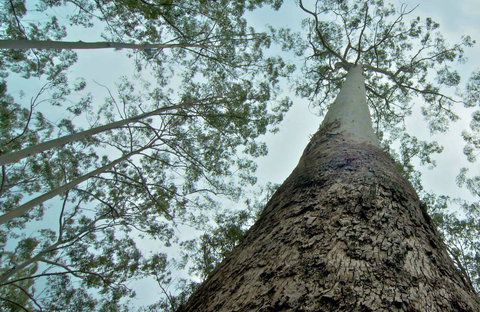 O'Sullivans Gap Picnic Area - ACT Tourism 0