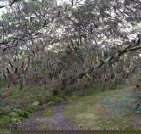 Pink Line and Loop Trail - Mountain Biking - ACT Tourism