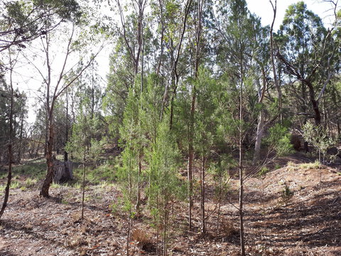 Pioneer Park - ACT Tourism 2