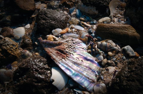 Point Cook Marine Sanctuary - ACT Tourism 1