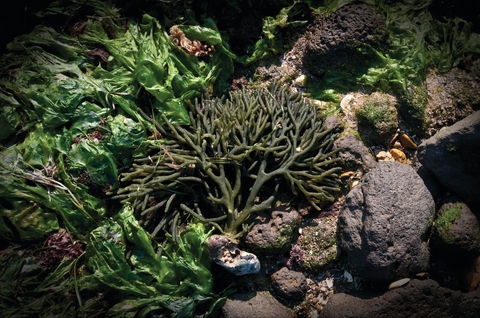 Point Cook Marine Sanctuary - ACT Tourism 2