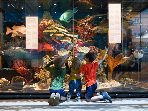 Queensland Museum - ACT Tourism 1