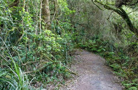Rainforest Walking Track, Roberston Nature Reserve - ACT Tourism 0