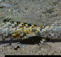 Shelving Beach Dive Site - ACT Tourism