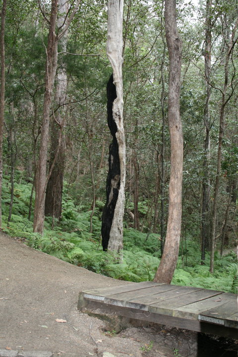 Springwood Conservation Park - ACT Tourism 1