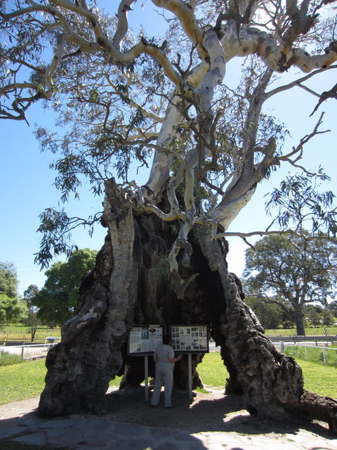 The Herbig Family Tree - ACT Tourism 0