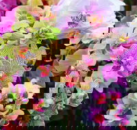 Tinonee Orchid Nursery - ACT Tourism
