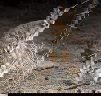 Bald Hill Walk - Cape Gantheaume Conservation Park - ACT Tourism