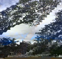 Bilston's Tree - ACT Tourism