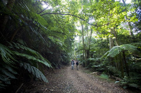 Booloumba Falls Walk, Conondale National Park - ACT Tourism 2