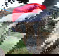 Bream Creek Farmers Market - ACT Tourism