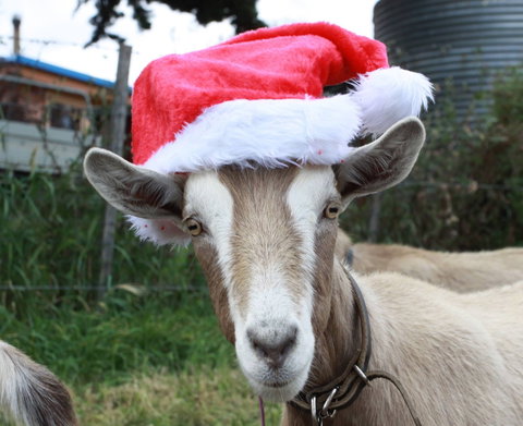 Bream Creek Farmers Market - ACT Tourism 0