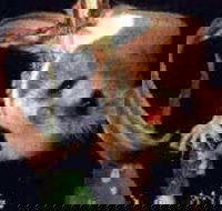 Carrowong Fauna Sanctuary - ACT Tourism