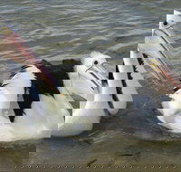 Chinaman Wells - ACT Tourism