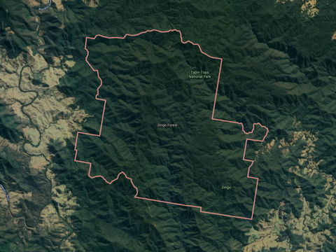 Dingo Forest - ACT Tourism 0