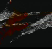 Eagle Rock Marine Sanctuary - ACT Tourism