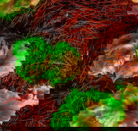 Ghost Mushroom Lane - ACT Tourism