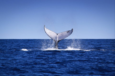 Humpback Whales - ACT Tourism 0