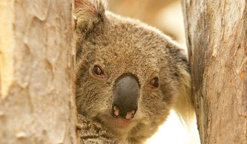 Koala Reserve - ACT Tourism 0