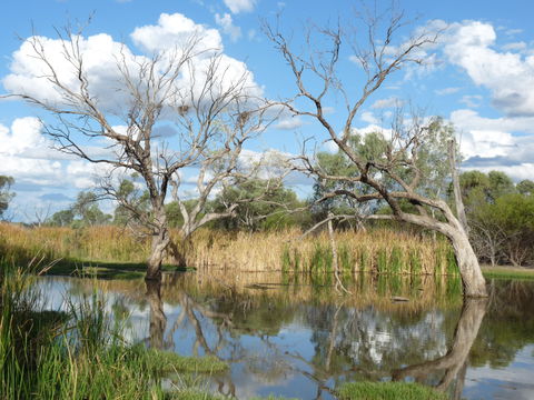 Lagoon Creek - ACT Tourism 0