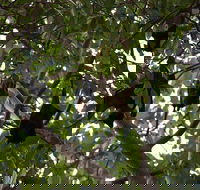 Manngarre Rainforest Walk - ACT Tourism