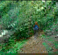 Mount Cougal Springbrook National Park - ACT Tourism