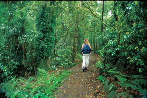 Mount Cougal, Springbrook National Park - ACT Tourism 0