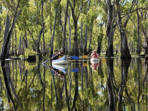 Murray River Canoe Trails - ACT Tourism 0