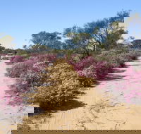 Reynoldson's Flora Reserve - ACT Tourism