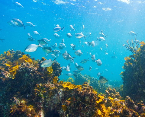 Snorkelling McKenzies Beach - ACT Tourism 0