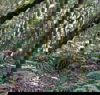 Summit Walking Track Mount Hyland Nature Reserve - ACT Tourism