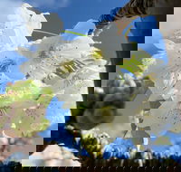 Tasmania Birchs Bay Cherries - ACT Tourism