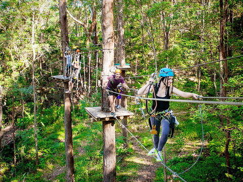TreeTop Challenge Currumbin Wildlife Sanctuary - ACT Tourism 1