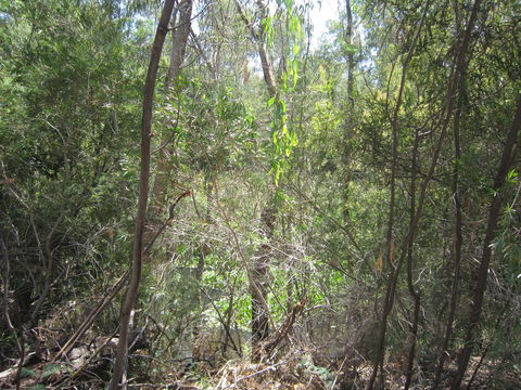 Wangaratta Common Nature Conservation Reserve - ACT Tourism 0