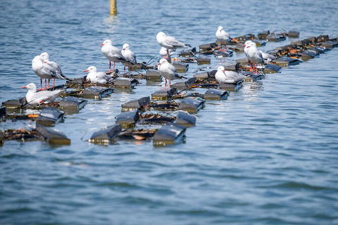Catch A Crab Tour With Optional Seafood Lunch - ACT Tourism 2