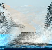 Premier Whale Watching Byron Bay - ACT Tourism