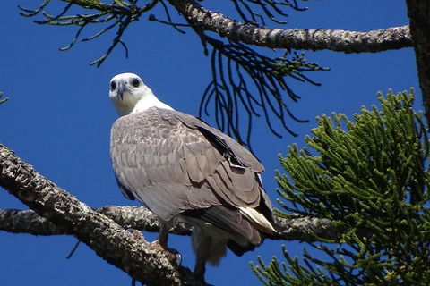 Byron Bay Rainforest Eco-Cruise - ACT Tourism 2
