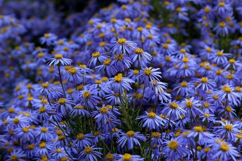 Blue Mountains Botanic Garden And Bilpin Tour From Katoomba With Cider Tasting - ACT Tourism 3
