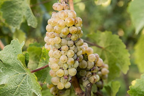 Bathurst Wine Trail Full-Day Private Tour With Tastings - ACT Tourism 8