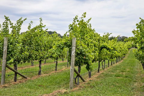 Bathurst Wine Trail Full-Day Private Tour With Tastings - ACT Tourism 10