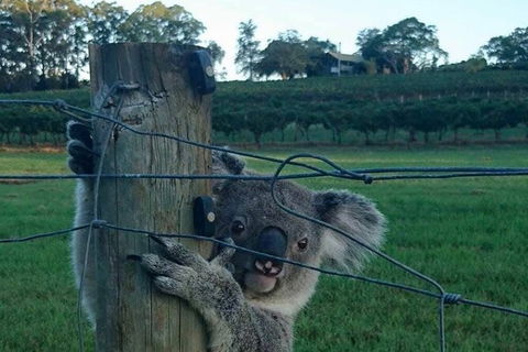 The Secret Vines Experience Port Macquarie - ACT Tourism 1