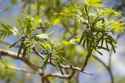 Pecan Farm Tour And Workshop, Byron Bay Hinterland - ACT Tourism 2