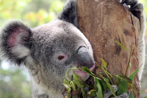 Private 10-hour Tour To Blue Mountains From Sydney - Hotel Pick Up & Drop Off - ACT Tourism 2