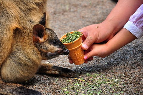 Blue Mountains Highlights & Wildlife Park - ACT Tourism 3
