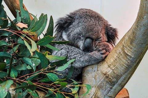 Blue Mountains Highlights & Wildlife Park - ACT Tourism 1