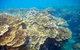 Scenic Helicopter Flight To Moore Reef And Return Snorkeling Cruise From Cairns - thumb 1