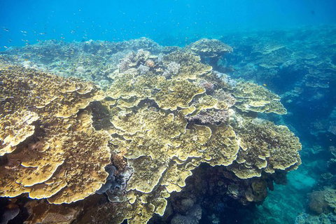 Scenic Helicopter Flight To Moore Reef And Return Snorkeling Cruise From Cairns - ACT Tourism 1