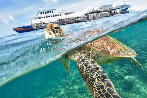 Scenic Helicopter Flight To Moore Reef And Return Snorkeling Cruise From Cairns - ACT Tourism 5
